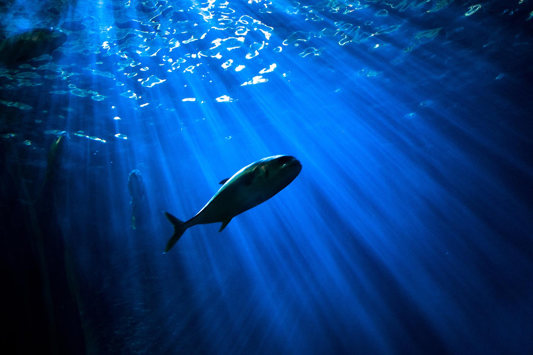 世界上第一个在美国认证的可持续金枪鱼渔场