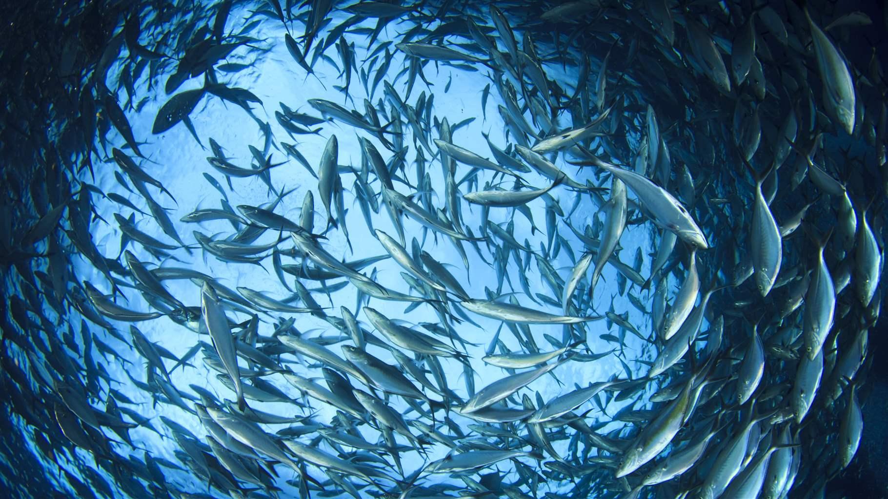 Clipper Oil: MSC警告WCPO金枪鱼渔业可能被暂停认证