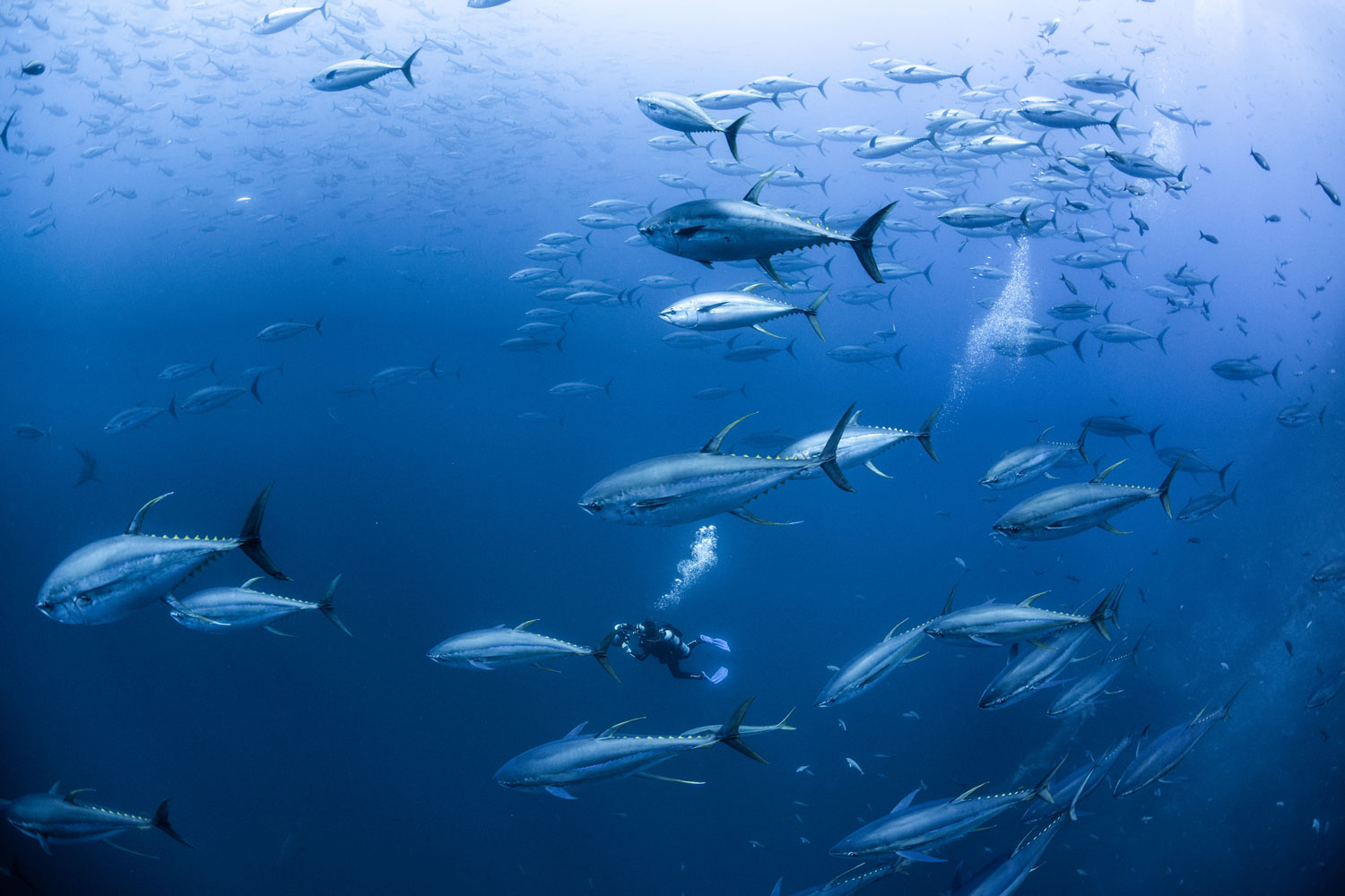 海产品来源:报告宣布西太平洋和中太平洋的金枪鱼库存没有过度捕捞
