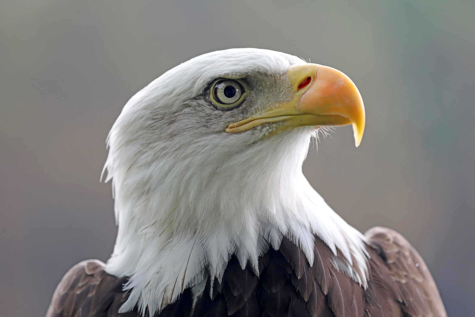 联邦纪事-老鹰许可证;更新的秃鹰种群估计和采取限制