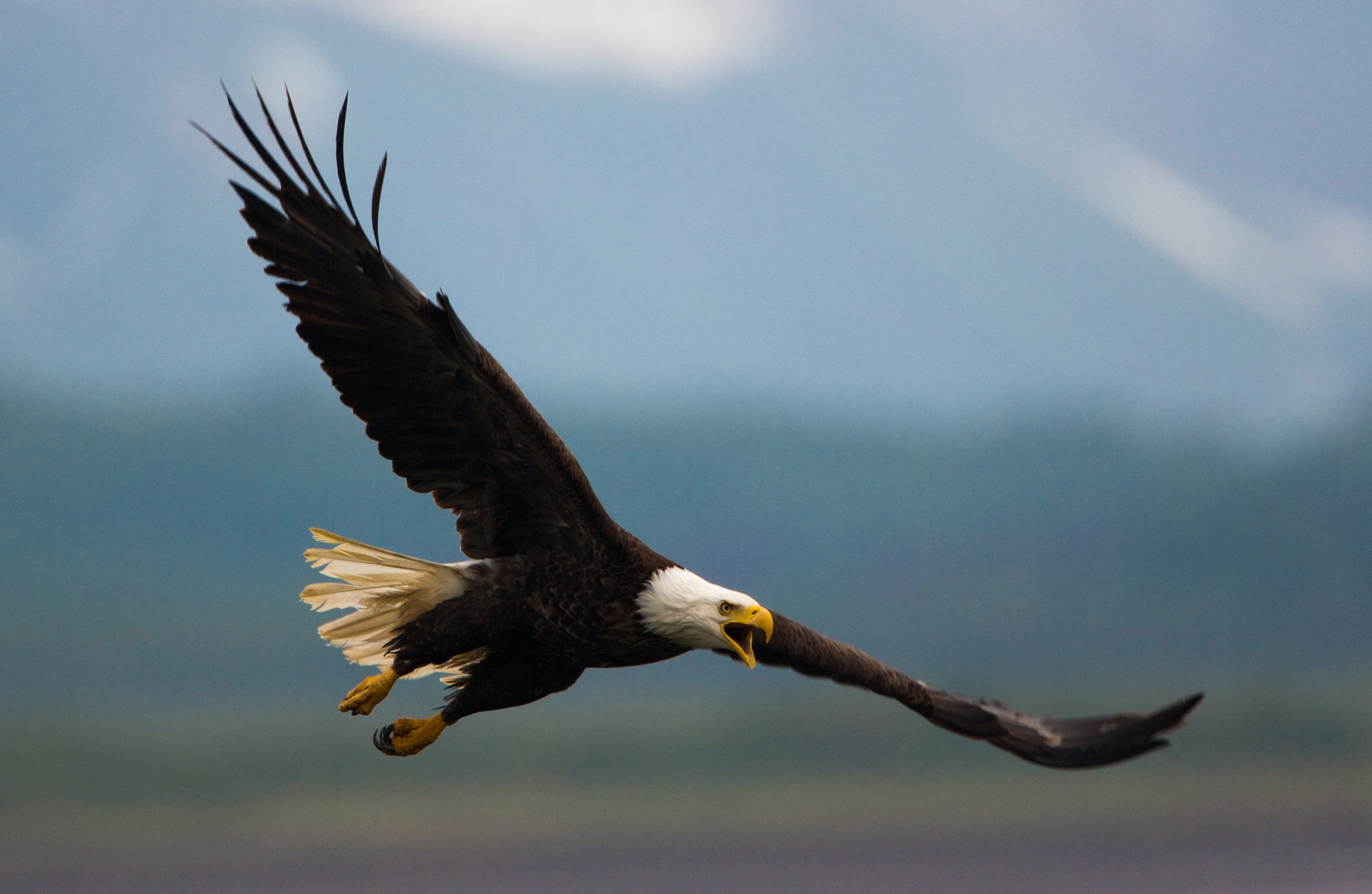 哥伦比亚广播公司新闻:在美国150只鹰被杀后，风能公司认罪
