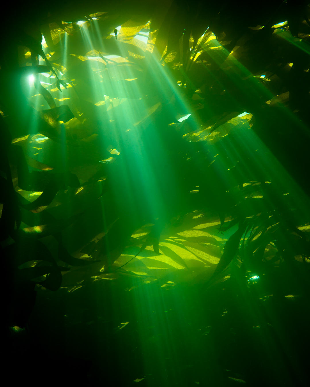•ComFish阿拉斯加2023应对气候变化，对该州渔业提出法律挑战